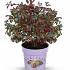 Vaccinium c. Cabernet Splash
