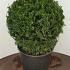 Taxus baccata