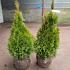 Thuja occ. Golden Smaragd