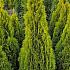 Thuja occ. Golden Smaragd