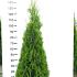 Thuja occ. 'Smaragd'