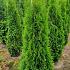 Thuja occ. 'Smaragd'