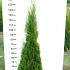 Thuja occ. 'Smaragd'