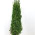Thuja occ. 'Smaragd'