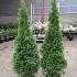 Thuja occ. 'Smaragd'