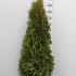 Thuja occ. 'Smaragd'