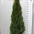 Thuja occ. 'Smaragd'