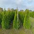 Thuja occ. 'Smaragd'