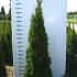 Thuja occ. 'Smaragd'