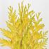 Thuja pl. '4-ever Goldy'