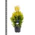 Thuja pl. '4-ever Goldy'