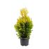 Thuja pl. '4-ever Goldy'