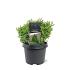 Chamaecyparis o. 'Saffron Spray'