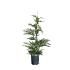 Cupressocyparis leylandii