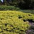Juniperus comm. 'Goldschatz'