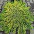 Juniperus comm. 'Lemon Carpet'