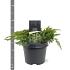 Juniperus conferta 'Schlager'