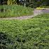 Juniperus conferta 'Schlager'