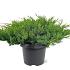 Juniperus d. 'Leningrad'