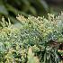 Juniperus horizontalis