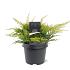 Juniperus pf. 'Gold Star'