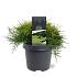 Juniperus pf. 'Old Gold'