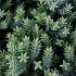Juniperus procumbens 'Nana'