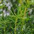 Taxus media 'Densiformis'