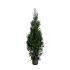 Thuja occ. 'Karl Falke'