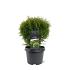 Thuja occ. 'Little Giant'