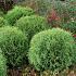 Thuja occ. 'Little Giant'