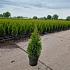 Thuja occ. 'Smaragd'