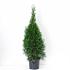 Thuja occ. 'Smaragd'