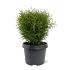 Thuja occ. 'Tiny Tim'