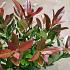 Viburnum odoratissimum Coppertop