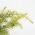 Cedrus deod. 'Golden Horizon'
