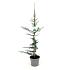Cedrus l. 'Glauca'