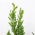 Chamaecyparis o. 'Drath'