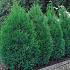 Cupressocyparis l. 'Blue Jeans'