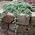 Juniperus h. Icee Blue