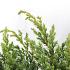 Juniperus squamata 'Blue Swede'