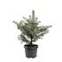 Picea pung. Glauca Group