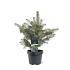 Picea pungens glauca