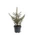 Picea pung. Glauca Group