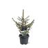 Picea pung. Glauca Group