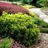 Pinus mugo 'Winter Gold'