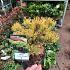 Pinus mugo 'Winter Gold'