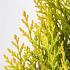 Platycladus or. 'Pyramidalis Aurea'