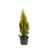 Platycladus or. 'Pyramidalis Aurea'