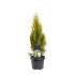 Platycladus or. 'Pyramidalis Aurea'